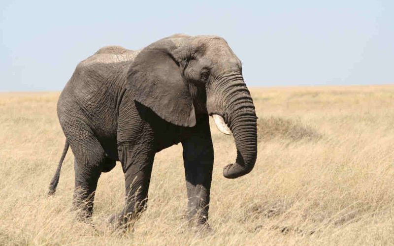 Beyond the Safari: Uganda’s Tourism Rewrites Its Own Script